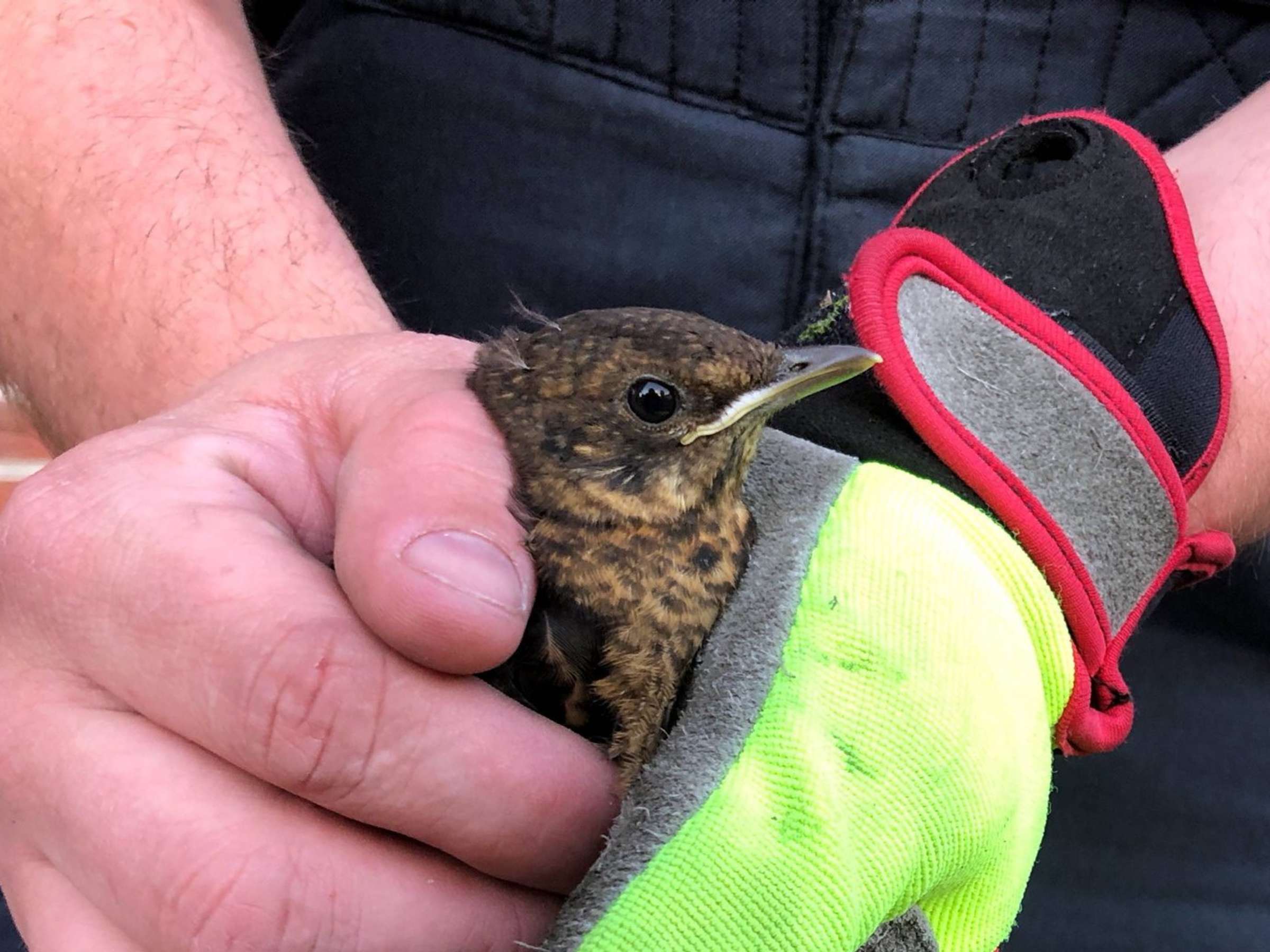 08.08.2022 - F H1 - Hilfeleistung Vogel im Fallrohr